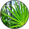 saw palmetto is an ingredient in vigrx plus