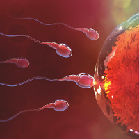 Low sperm count affects male fertility