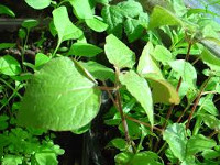 Pellitory to stop or  prevent premature ejaculation